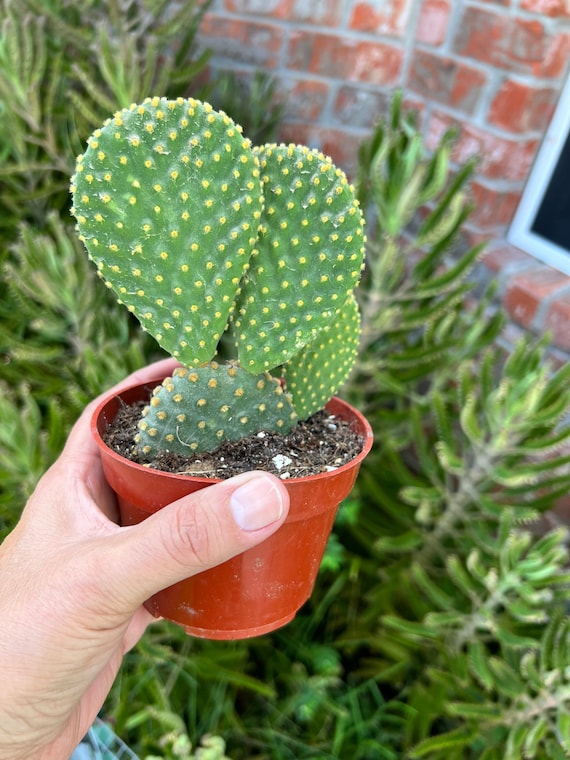 Bunny Ears Cactus Succulent, Live Rooted Opuntia Microdasys Golden Bunny  Ears Cactus Succulent (Shipps racine nue) - Etsy France