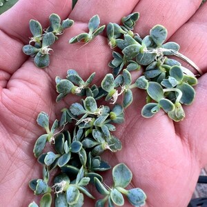 Mother of Thousands Kalanchoe Daigremontiana Starter Plantlet Babies LIVE Mother of Thousands/ Mother of Millions/ Mexican Hat image 3