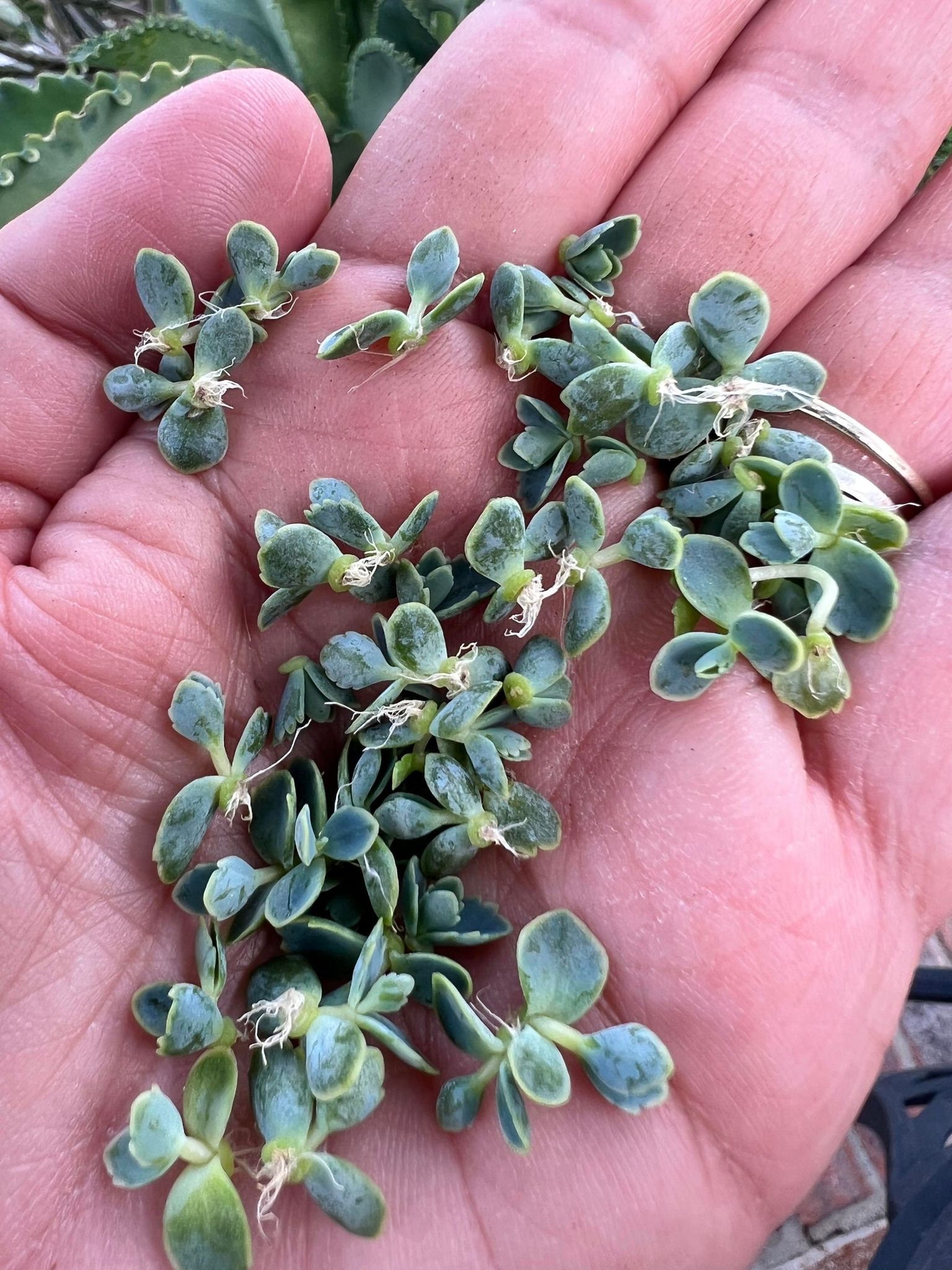 Madre Di Migliaia  Kalanchoe Daigremontiana , Piante Succulente Dicotiledoni 133325550 - Foto 2