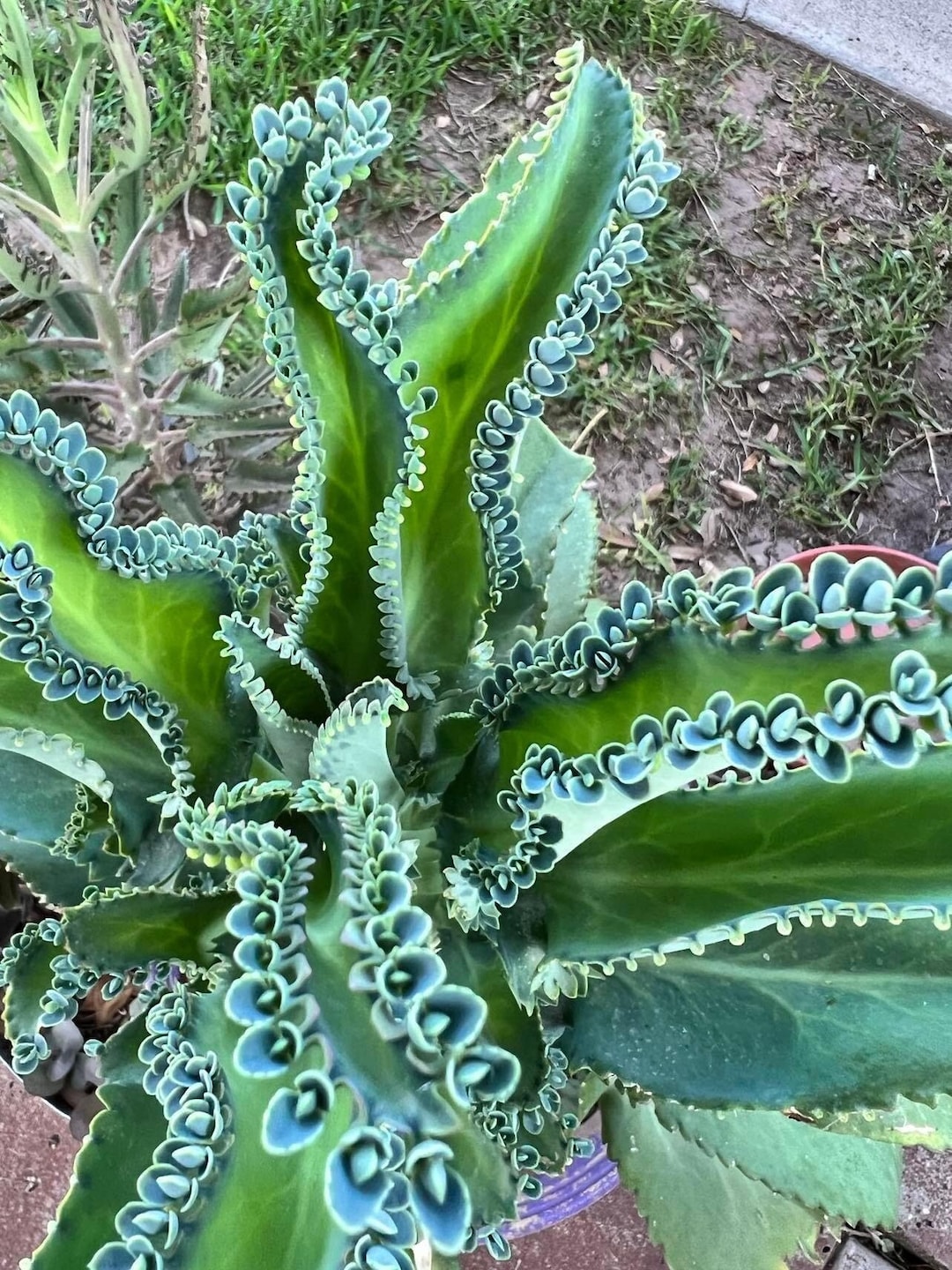 Mother of Thousands Plant Kalanchoe Daigremontiana Bryophyllum Etsy