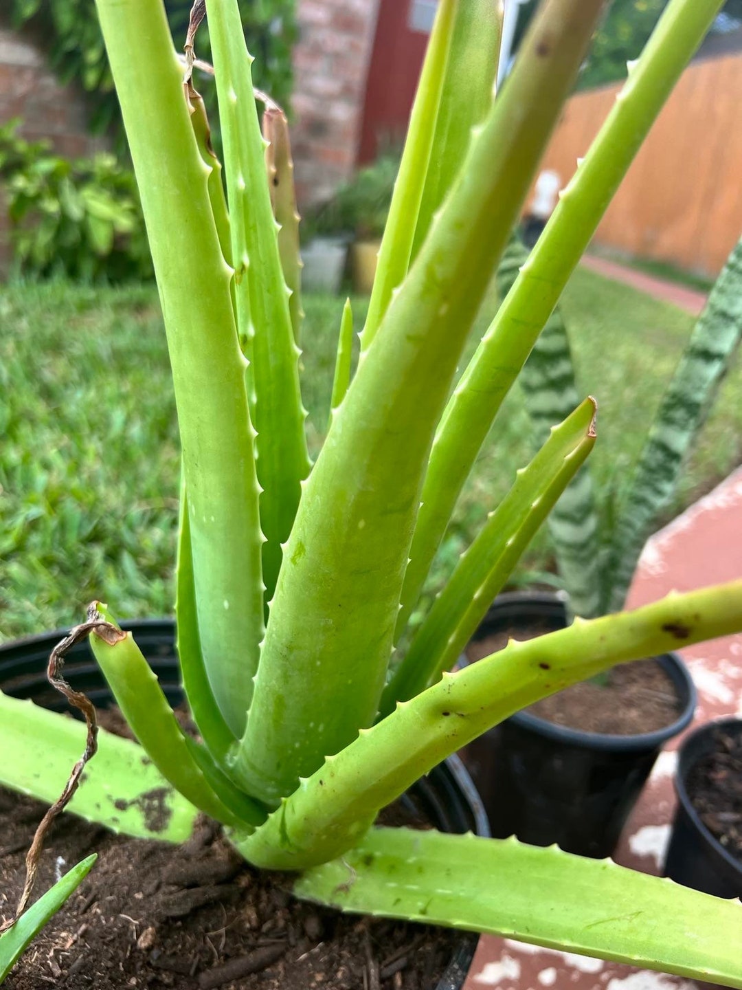 Large Aloe Vera a Beautiful Medicinal Edible Succulent Used for Burns ...