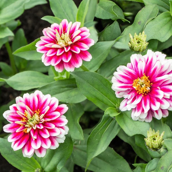 Rare Zinnia Seeds Etsy