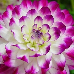 May include: Close-up of a dahlia flower with white petals edged in vibrant magenta. The flower's center has a yellow-green hue, creating a striking contrast. The petals are layered, showcasing the flower's intricate design and natural beauty.