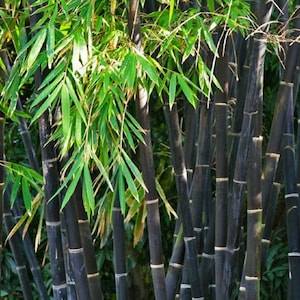 50+ Black Bamboo Seeds,  Phyllostachys Nigra, Hardy Landscaping Privacy Screen Ornamental Border Indoor Outdoor Bamboo Seeds for Planting