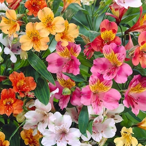 May include: A vibrant bouquet of Peruvian lilies in full bloom. The flowers display a range of colors, including orange, yellow, pink, and white, with speckled patterns in their centers. Green leaves provide a contrasting backdrop.