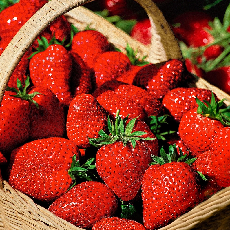 K&ouml;nnte beinhalten: Ein Weidenkorb voller reifer, roter Erdbeeren. Die Erdbeeren haben gr&uuml;ne Bl&auml;tter und eine gl&auml;nzende Oberfl&auml;che, was auf Frische hindeutet. Der Korb ist mit einer reichlichen Ernte der saftigen Fr&uuml;chte gef&uuml;llt.