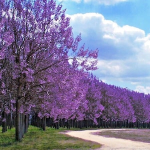 May include: A scenic view of a row of trees with vibrant purple blossoms. The trees line a dirt path, with a backdrop of a blue sky and fluffy white clouds. The scene evokes a sense of tranquility and natural beauty.