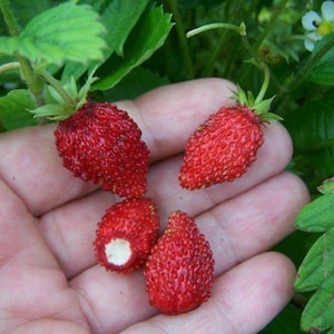 May include: Close-up of several bright red wild strawberries, each with a textured surface and green stems. The berries are held in a hand, with green leaves and white flowers in the background. The berries are about 1 inch in size.