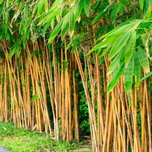 50+ Golden Bamboo Seeds, Yellow Crookstem Bamboo, Fast-Growing Ornamental Grass for Privacy Screens, Landscapes, and Tropical Gardens