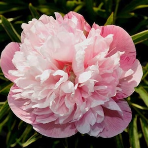 May include: A close-up of a fully bloomed peony flower. The flower has layers of soft pink petals with white edges. The center of the flower is a lighter shade of pink. Green leaves are visible in the background.