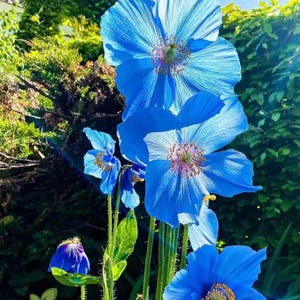 200 Himalayan Blue Poppy Seeds | Meconopsis betonicifolia Rare Perennial, Stunning Sky Blue Blooms, Shade Garden Flower, Non-GMO Seeds