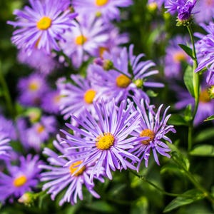 100+ Swamp Aster Seeds, Native Wildflower Gardening Plant Seed for Flower Gardens & Pollinator Butterflies, Symphyotrichum Laeve
