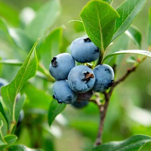 55 Seeds | Northern Highbush Blueberry Seeds, Hardy Perennial Shrub, Sweet Edible Berries, Home Garden Orchard Bush Plant