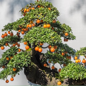 May include: A bonsai tree with vibrant green leaves and numerous bright orange fruits. The tree's trunk is dark and textured, set against a plain white background. The fruits are round and evenly spaced throughout the foliage.