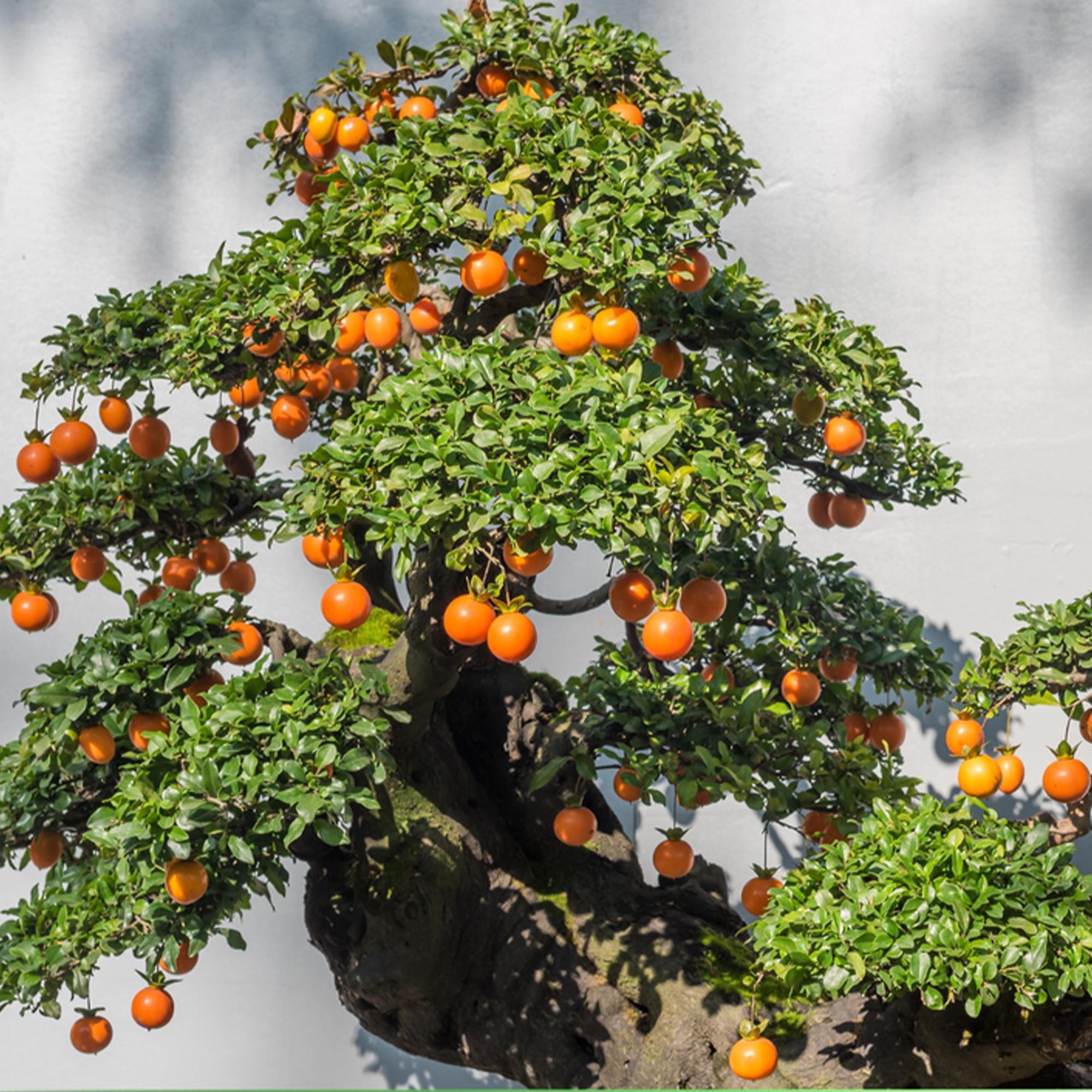 25 Seeds | Orange Tree Bonsai Seeds, Miniature Citrus Plant for
