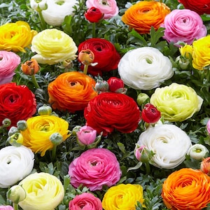 20 Ranunculus Mix Bulbs Corms, Purple, Gold, Yellow, Red, Pink Flowers Corms, Peony-Like Blooms for Gardens, Pots & Cut Flowers