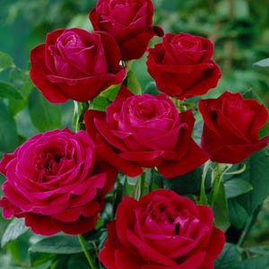 30 Lincoln Rose Seeds, Heirloom, Perennial, Authentic Seeds, Romantic Garden Flower, Rare Rose Seeds Gift for Gardeners, Deep Red Rose Bush