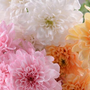 200+ Soft Pastel Mix Mum Chrysanthemum Seeds, Showy Blooms, Attracts Pollinators, Excellent Cut Flowers, Elegant Multi-Color Blooms