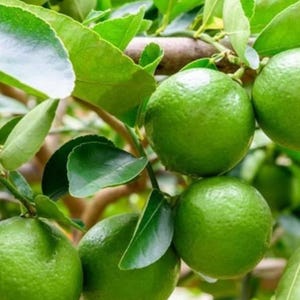 May include: Close-up of a lime tree branch with several bright green limes. The limes are round and have a textured surface. Lush green leaves surround the limes, creating a vibrant and natural scene. The image showcases the fresh produce.