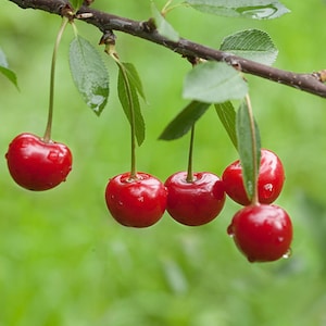 May include: Close-up of a cherry branch with several ripe, red cherries. The cherries are glistening with water droplets, hanging from slender stems. Green leaves and a blurred green background complete the image, suggesting a natural setting.