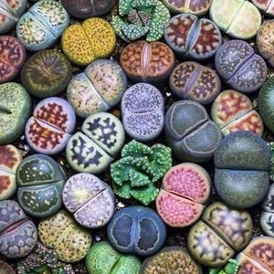 May include: A collection of colorful living stone succulents, including shades of green, yellow, brown, and purple. The plants have a split appearance, with textured surfaces and unique patterns. The arrangement showcases a variety of shapes and sizes.