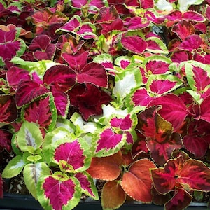 May include: A vibrant collection of Coleus plants with colorful foliage. The leaves display a mix of deep red, magenta, green, and white hues. The plants are densely packed, creating a lush, textured appearance.