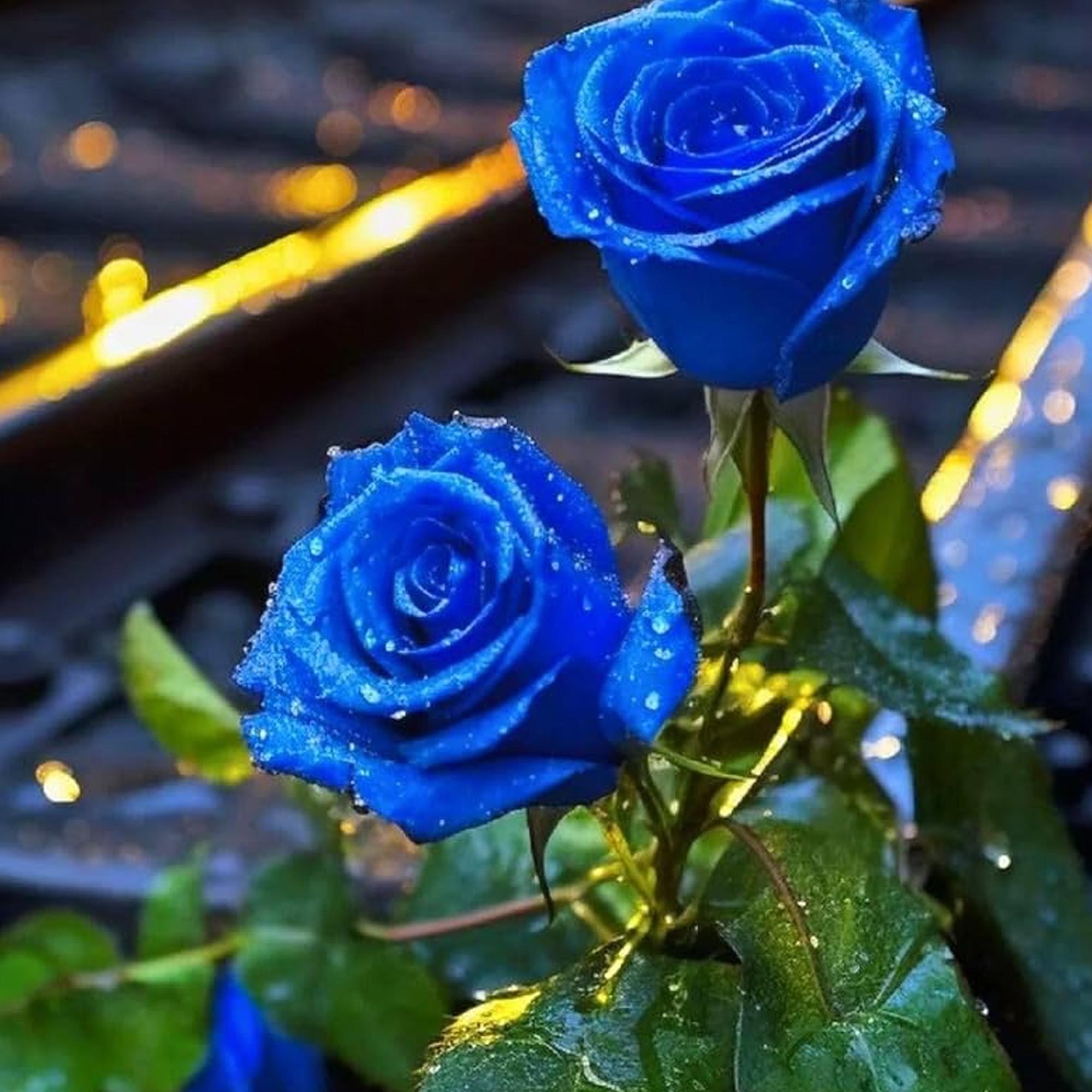 20 Blue Rose Seeds, Unique and Special Rose Variety With Deep Blue