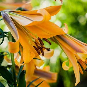 Lilium Trumpet Lily ‘African Queen’, Summer Blooming Bulb, Garden Perennial, Large Fragrant Flowering Plant, Ready to Grow