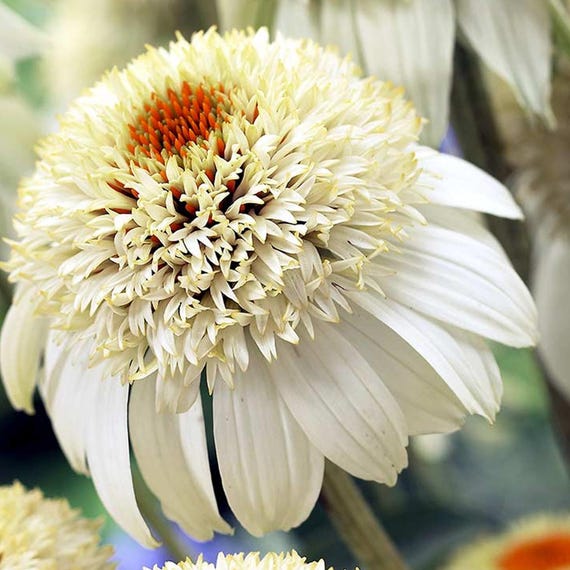 50 Milkshake Coneflower Seeds, Heirloom Flower, Flower Seeds, Creamy White Double Echinacea, Hardy Perennial Pollinator Flower