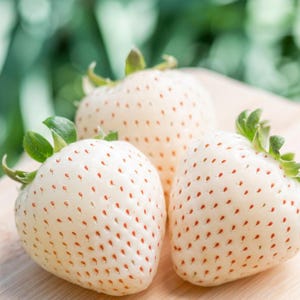 110 Seeds | White Strawberry Seeds, Unique Rare Garden Fruit, Sweet Pineberry-Like Berries with White Flesh and Red Seeds for Home Growing