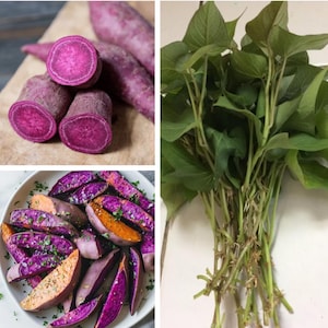 May include: An assortment of purple sweet potatoes, some sliced to reveal their vibrant interior, and a bunch of green sweet potato leaves. The potatoes are arranged on a wooden cutting board and a white plate.