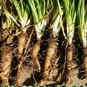 May include: Close-up of freshly harvested parsnip roots with green leafy tops. The parsnips are a light brown color, with visible roots and soil clinging to them. The green leaves are vibrant and healthy.