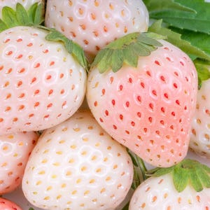 May include: Close-up of several white strawberries with pink blush and red seeds. The strawberries have green leafy tops and are clustered together. The fruit appears fresh and ripe, with a slightly translucent appearance.
