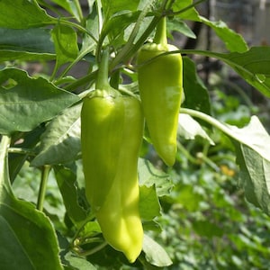 30 Golden Greek Pepperoncini Seeds, Heirloom Mild & Tangy Pepper, Classic for Pickling, Open Pollinated, Heirloom Non-GMO Mild Pepper Seeds