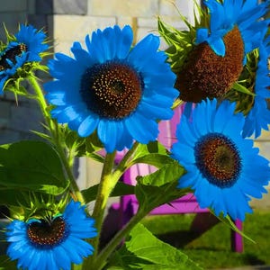 35 Seeds Rare Blue Sunflower Seeds, Rare Blue Sunflower Seeds For Planing, Hybrid Colorful Blooms, Organic Bonsai Flower, Easy to Grow