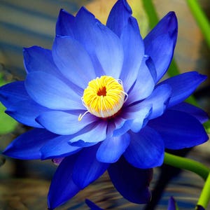 3 Bright Blue Lotus Seeds, Nelumbo nucifera, Aquatic Perennial Pond Flower, Rare Water Garden Bloom Plant Bloom Plant