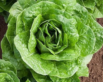 500 Seeds Parris Island Cos Romaine Lettuce Seeds, Crisp Heirloom Leafy Green Vegetable, Fast Growing Salad Lettuce for Home Garden Harvest