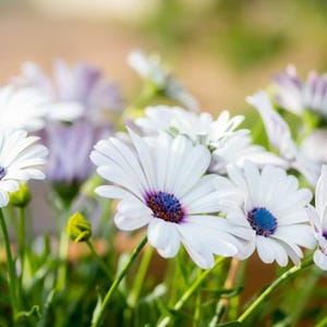 101+ Seeds White Cape Daisy, African Daisy Cape Marigold, Drought Tolerant Wildflower for Pots, Borders & Pollinator Gardens
