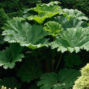 25 Seeds Gunnera Manicata, Giant Rhubarb Lookalike, Massive Architectural Foliage, Dramatic Shade Plant, Special Tropical Garden Statement