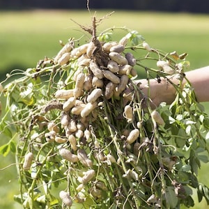 May include: A freshly harvested bundle of peanuts, complete with roots, stems, and leaves. The peanuts are beige and clustered together, with green foliage. The background is a blurred green field, suggesting an agricultural setting.