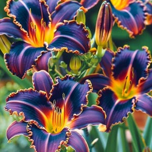 May include: Close-up of several daylilies with deep purple petals, edged with a ruffled, golden-orange trim. The center of each flower is a vibrant mix of yellow and orange, with prominent stamens. Green foliage provides a natural backdrop.