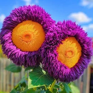 50+ Seeds Rare Yellow & Purple Enchanting Giant Teddy Bear Sunflower, Unique Fluffy Blooms, Easy to Grow,Pollinator Friendly,Sunflower Seeds