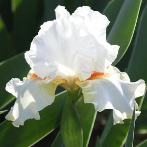 2 Tall Bearded Iris RHIZOMES, Early to Mid-season, Iris Plant, White Blooms, Perennial Flowering Bulbs, Hardy Garden Plants, Spring Summer