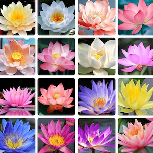 May include: A collage of colorful water lilies in various shades of pink, yellow, white, and purple. Each flower has multiple petals and a yellow center. The flowers are arranged in a grid pattern.