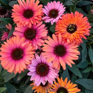 50 Seeds | Sunseeker Rainbow Coneflower Seeds, Multicolor Echinacea Seeds for Planting, Unique Perennial Blooms, Vibrant Pollinator Flowers