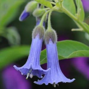 25+ Seeds Blue Angel’s Trumpet Datura,  Flowering, Angel&#39;s Trumpet, Devil’s Trumpet, Annual, Fast Growing, Fragrant Night Blooms