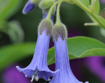 25+ Seeds Blue Angel’s Trumpet Datura,  Flowering, Angel's Trumpet, Devil’s Trumpet, Annual, Fast Growing, Fragrant Night Blooms
