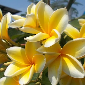 Yellow Plumeria Cutting,  Fresh Unrooted Starter Single Head, Tropical Frangipani Plant Cutting for Garden or Patio Growing