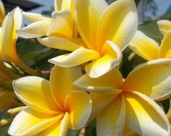 Candy Stripe Original Plumeria Frangipani Cutting - 10 Inch Unrooted Single Head, Pink - View #4