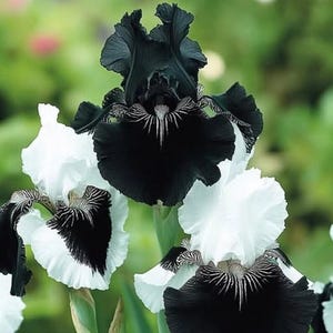 35+ Black & White Iris Seeds – Elegant Bi-Color Bearded Iris, Striking Garden Perennial, Hardy Blooms, Unique Spring Cut Flower